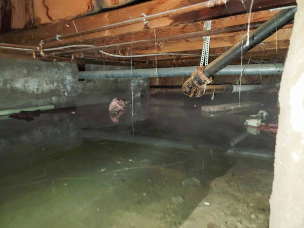 Best Flood damage cleanup  in Factoryville, PA